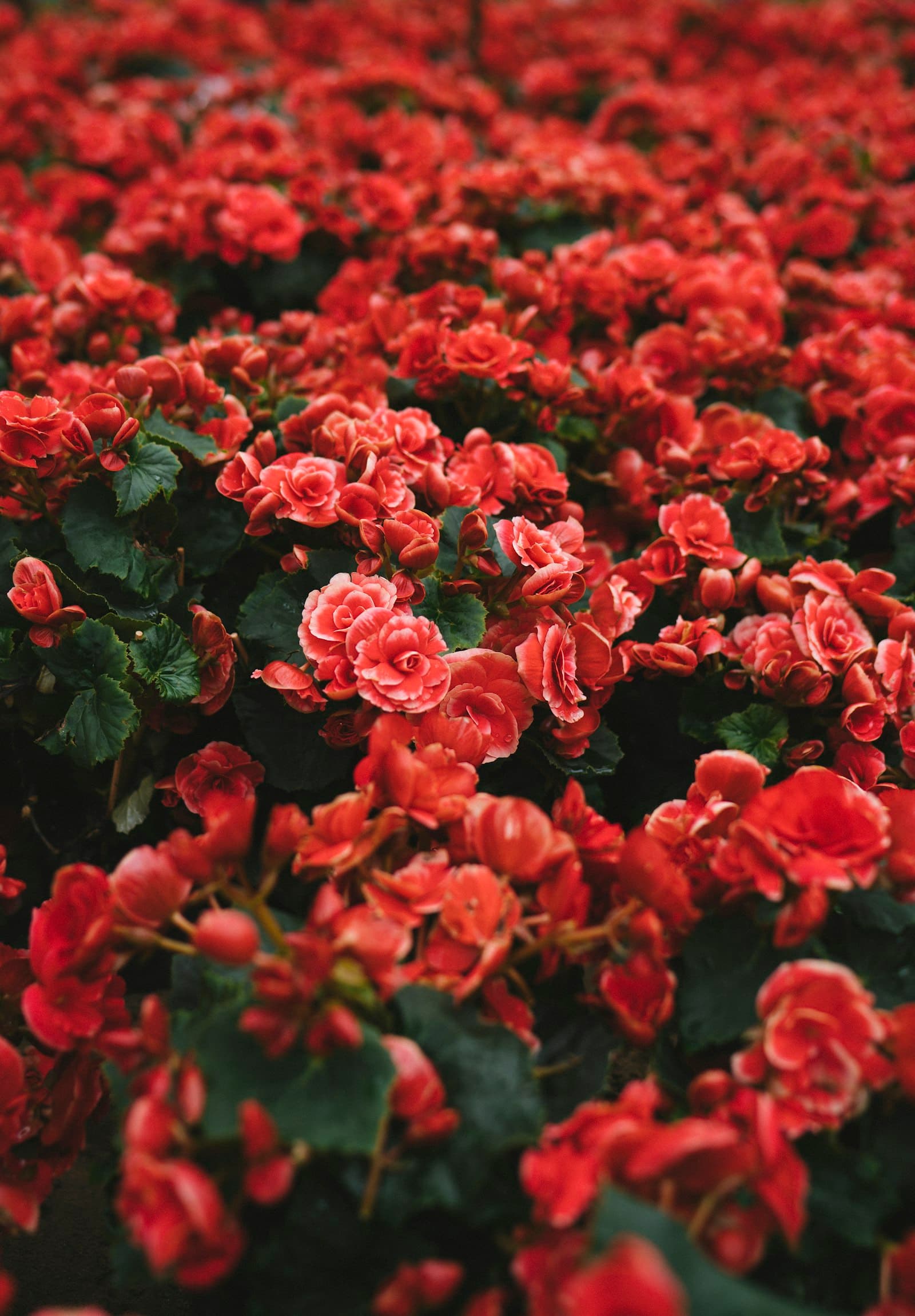 Sea of red blooms for a romantic celebration
